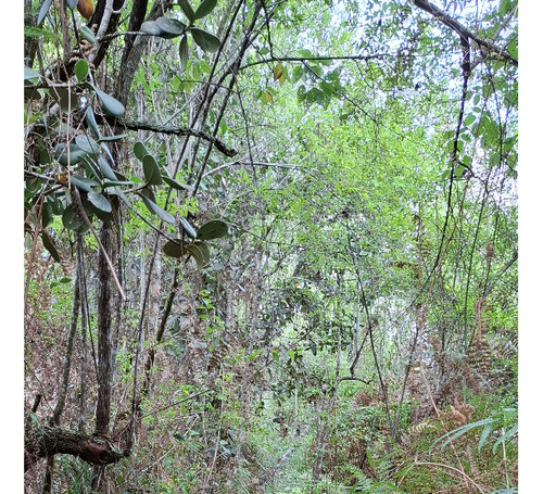 Terrenos Para Proyecto Turistico En La Colonia Tovar Sector Los Pinos