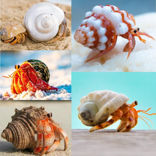 15 Conchas De Cangrejo Ermitaño (7 Tipos) Conchas De Cangrej