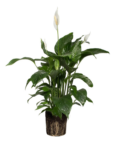 Planta De Spathiphyllum Spathiphillium, Espatifilo Maceta 15