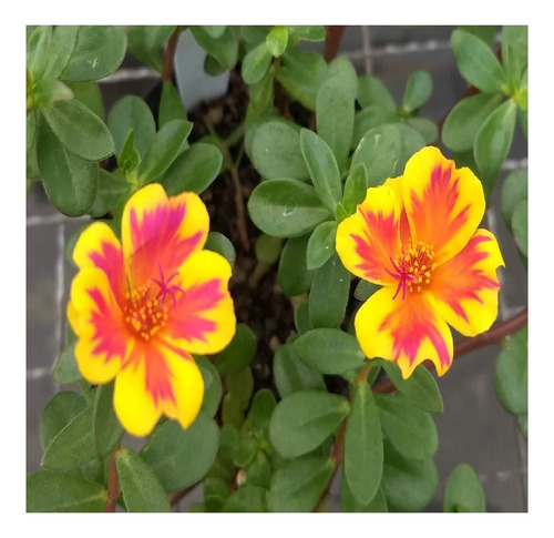 Kit Vinca Maria Sem Vergonha + 1600 Sementes Flor 11 Horas