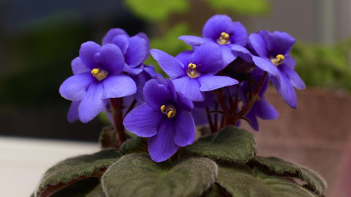 Abono Para Orquídeas Y Violetas - Floración - 1 Litro