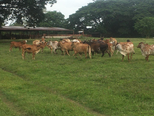 Imagen 13 de 24 de Finca En Barinas A Orilla De La Carretera