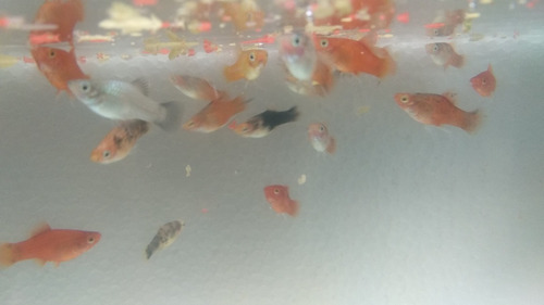 Peces - 10 Platy's  (variados)