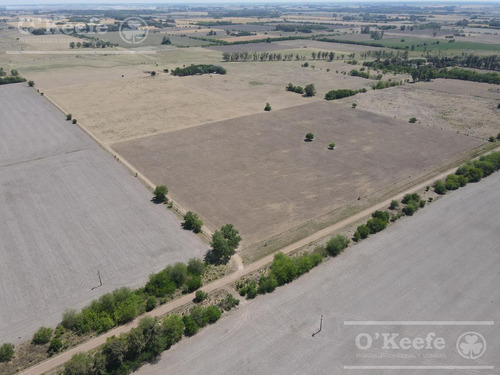 Campo En Venta De 50 Has En Carlos Keen - A 1 Hora De Caba