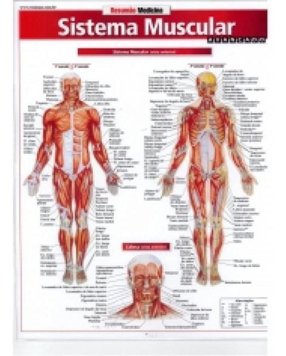 Resumao Sistema Muscular - Bafisa: Avançado, De Vários. Editora Barros Fischer E Associados Ltda, Capa Mole, Edição 1 Em Português