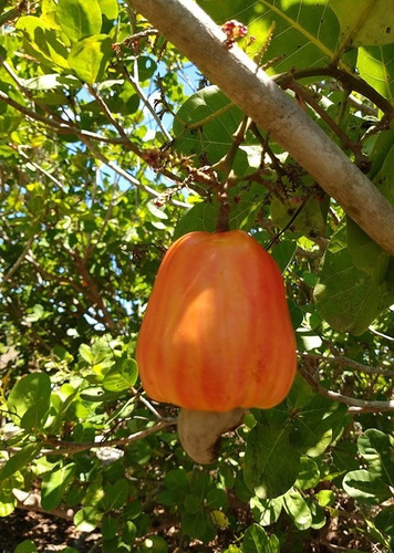 Imagem 4 de 7 de Muda De Caju Anão Para Produzir