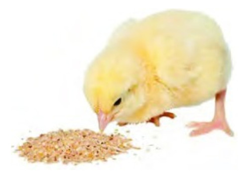 Alimento Para Pollos Pollitos Saco De 25 Kilos