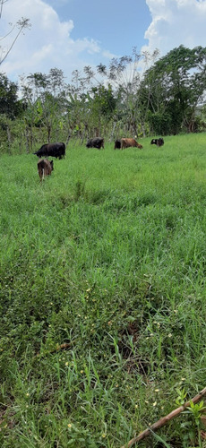 Finca Ganadera En Hatillo Monte Plata Con 100 Tareas Con Luz Y Pozo Recibo Minibus Y Bitcoin