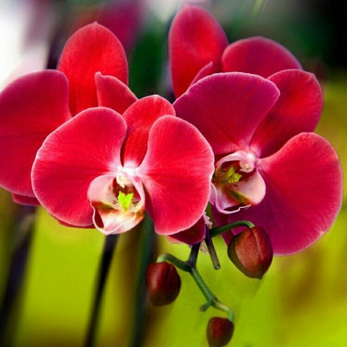 Sementes De Orquídea Borboleta Vermelha - Red Phalaenopsis | MercadoLivre