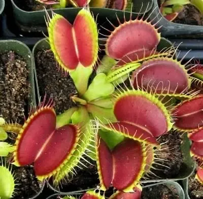 20 Sementes Planta Carnivora Venus Flytrap Dionaea Muscipula