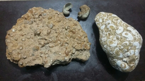 Fosiles De Caracol 