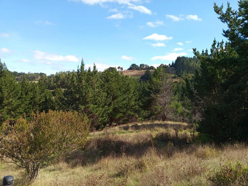 Maravillosa Parcela , Sector Cullinco Alto Carahue