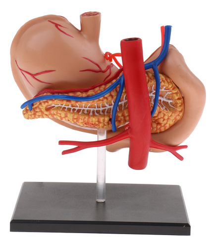 Imagem 2 de 8 de Pâncreas Humano Do Estômago 2: 3 Com Estudo De Anatomia Do
