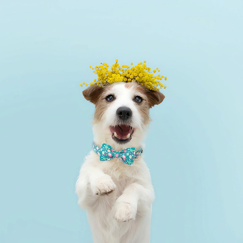 Collar De Algodón Para Perros Pequeños Con Flores