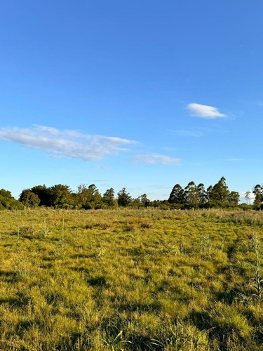 Campo En Saladas, Corrientes 409 Ha. Mixto. Sobre Ruta 118 - Venta
