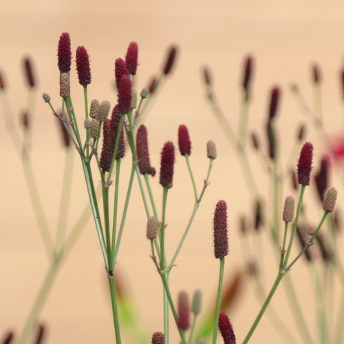 Cardo Alambre Eryngium Ebracteatum Planta Nativa