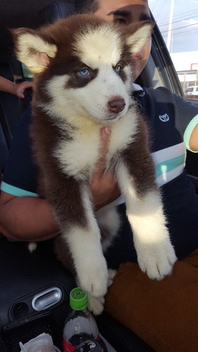 Husky Siberiano Vip