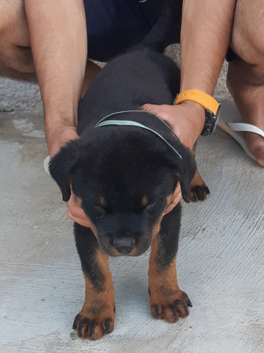 Filhotes De Rottweiler Com Pedigree Entrega Grátis*