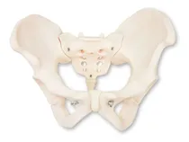 Comprar Modelo Anatómico Zeigen De Pelvis Femenina Ósea