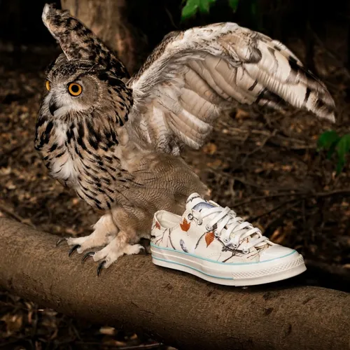 Golf wang chuck taylor online