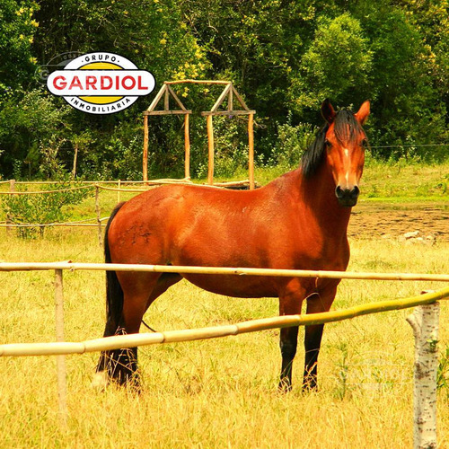 Venta De Chacra En Ruta 1, Riachuelo, Colonia Del Sacramento