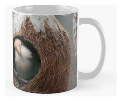 Taza Pájaros Mosca Animales Nido Pico Calidad Premium