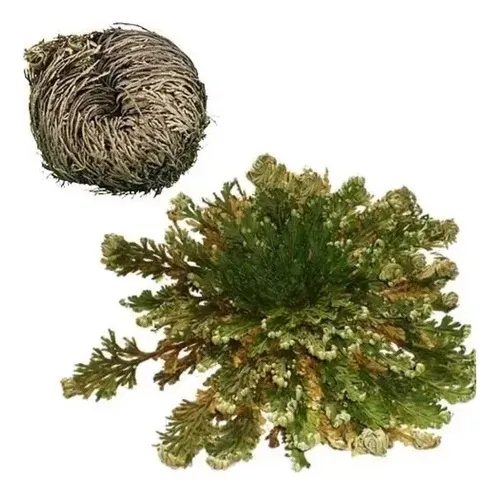 comprar Planta Rosa De Jericó Ou Planta Da Ressureição