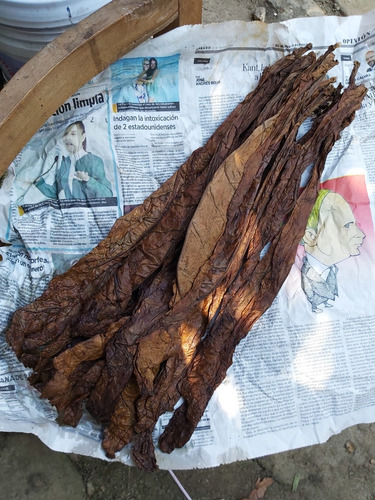 Hoja De Tabaco Para Puro Contenido 1 Kg