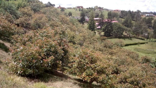 Finca De Aguacates En Guarne, Antioquia - Se Vende