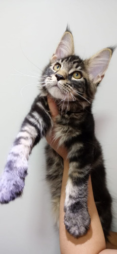 Filhote De Gato Gigante Maine Coon Macho Lindo (Usado)