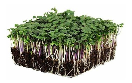 Micro Picante Ensalada De Mezcla Microgreens Semillas: 1 Lb 