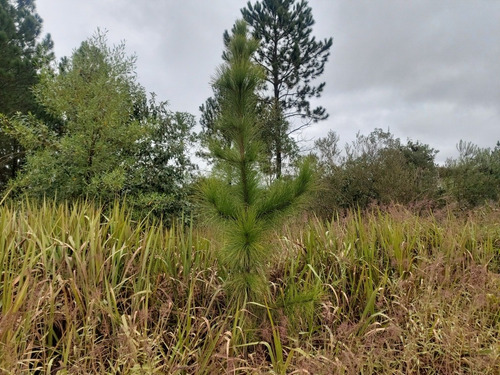 Imagem 2 de 15 de Lindo Terreno Ibiuna 1.250 Mts 500 Mts Da Represa Escritura