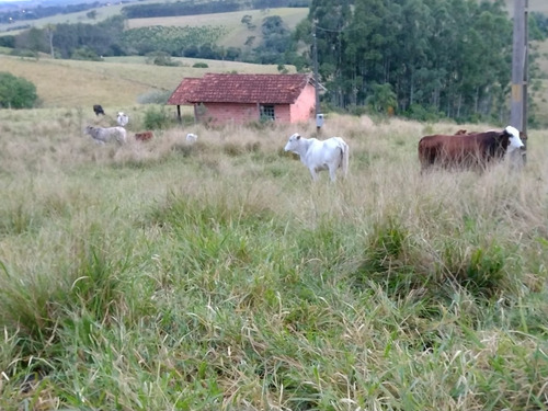Imagem 14 de 16 de Sítio Com 3.8 Alqueires Com Casa Simples Terra Vermelha 5 Km Do Asfalto Água Corrente No Fundo Do Sítio, Oportunidade... Custo Benefício... Valor : 295 Mil Município De Itapetini - Ch00089 - 695779