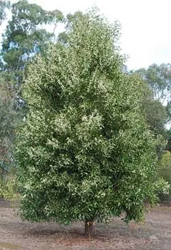 Acacia Negra.