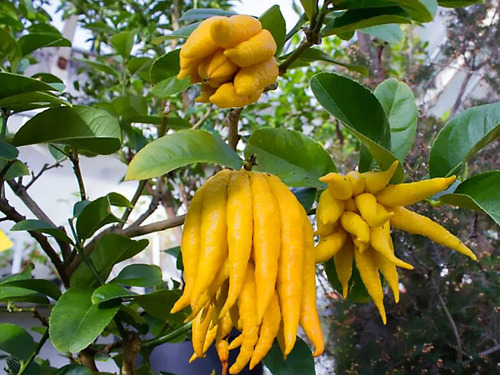 Árbol De Limón Mano De Buda Enano, Rápida Producción 