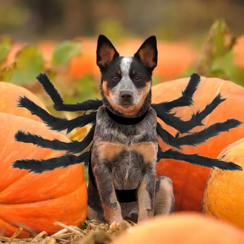 Disfraz Araña Gato Ropa Para Perro Araña Ropa Cospl