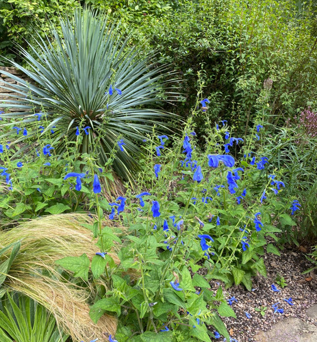 Salvia Patens - Semillas
