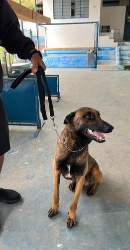 Guia Para Adestramento Passeio Lona Com 150cm Latão Petspace