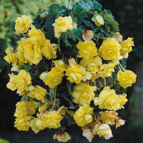 Bulbos De Begonia Cascade 7 Colores Imp Holanda