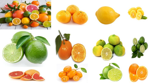 3 Arboles Cítricos Injerto Limón Naranja Mandarina