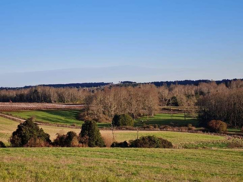 Parcelas En Frutillar, Bosques Y Praderas. Financiamiento