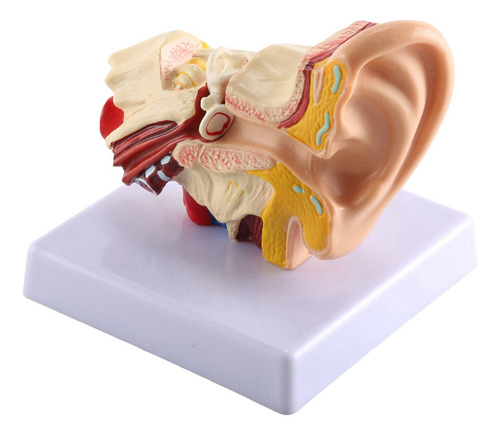 Modelo De Anatomía Del Oído Humano Queenly-1.5x - Escritorio
