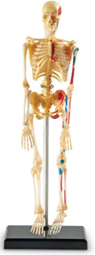 Esqueleto Humano De Plástico A Escala