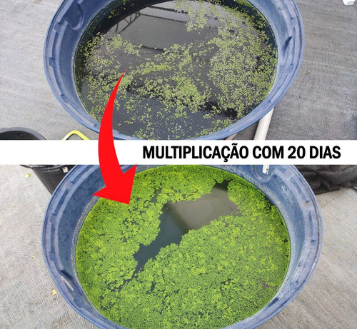 Imagem 6 de 6 de Porção De Lemna Minor Lentilha Dágua Flutuante 1000 Un