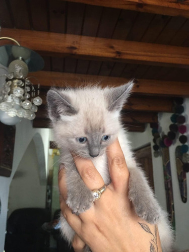 Machito Siames Siameses Claro Gatito