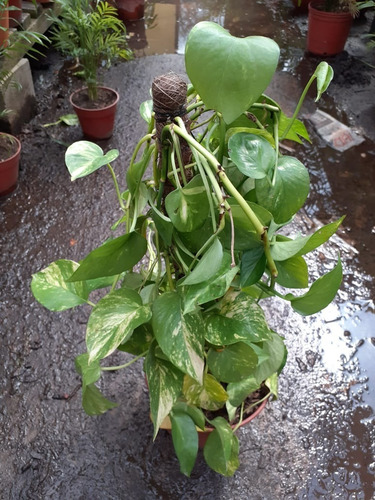 Imagen 7 de 10 de Plantas De Interior Philodendron, Potus, Pothos, Cordatum