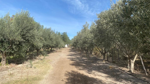 Venta | Finca | Anchoris | Tupungato | Mendoza