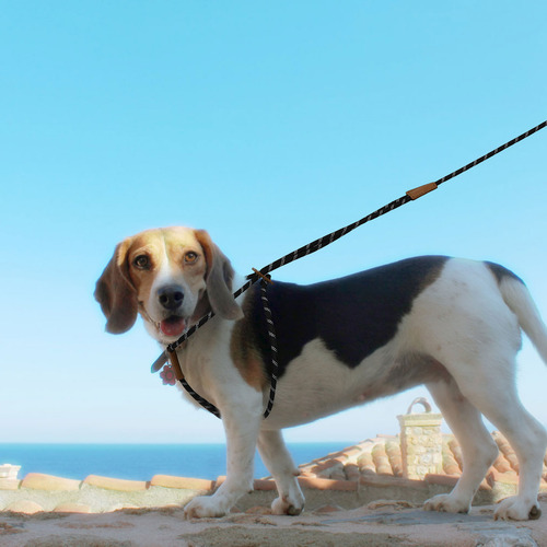 Cuerda De Tracción Para Perros Al Aire Libre, Larga Y Pequeñ
