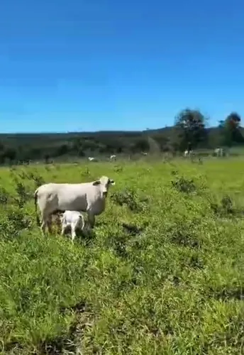 1500 Ha P/ Gado Mg Top, Barata E Parcela Pag.