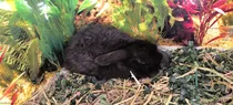 Comprar Conejos Enanos. Lion Lop Y Holand Lop Cabania De Ballester 
